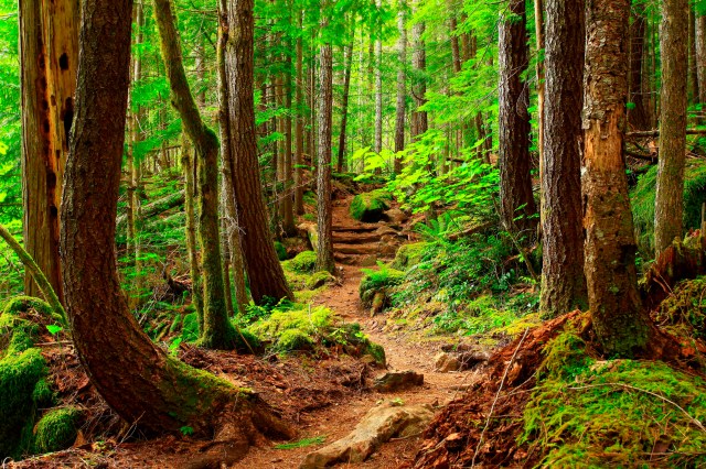 Understanding the Importance of Trail Stewardship and Responsible Hiking Habits